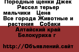 Породные щенки Джек Рассел терьер-мальчики › Цена ­ 40 000 - Все города Животные и растения » Собаки   . Алтайский край,Белокуриха г.